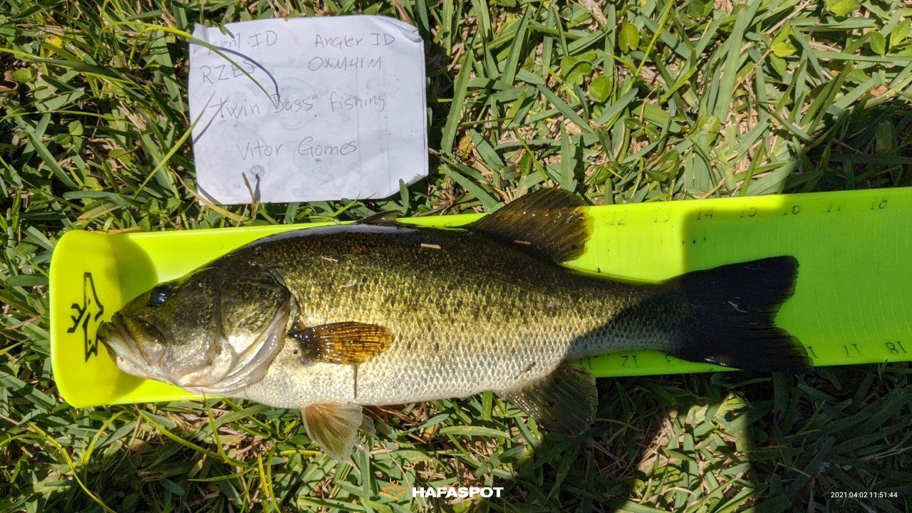 Largemouth bass measured on a bump board with tournament identifier card