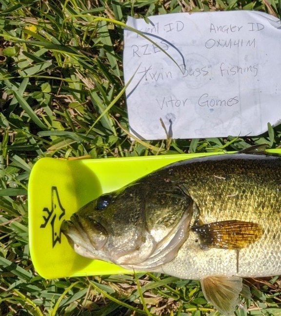 Angler measuring a fish